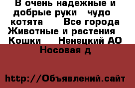 В очень надежные и добрые руки - чудо - котята!!! - Все города Животные и растения » Кошки   . Ненецкий АО,Носовая д.